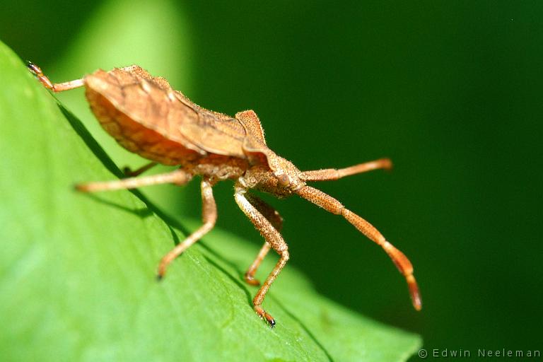 ENE-20080704-0007.jpg - [nl] Zuringwants of fluweelbruine randwants ( Coreus marginatus )[en] Dock Bug ( Coreus marginatus )